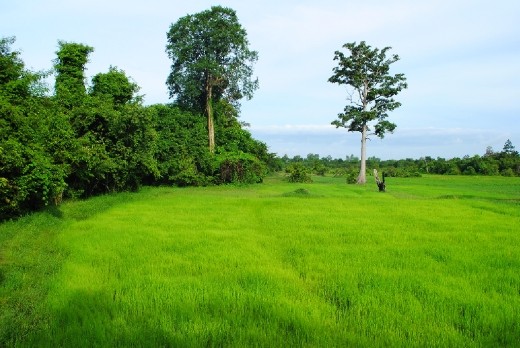 Rice fields at Banteay Srei