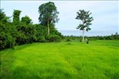 Rice fields at Banteay Srei: by chicagoguy, Views[192]