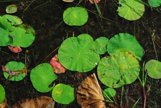 Lily pond at Banteay Srei