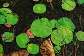Lily pond at Banteay Srei: by chicagoguy, Views[184]
