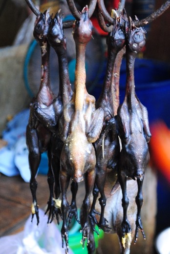 I am not sure what bird this is.  It looked like a sparrow.