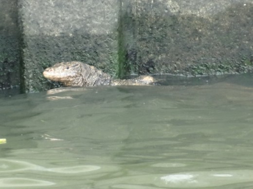 Things you see on the river.