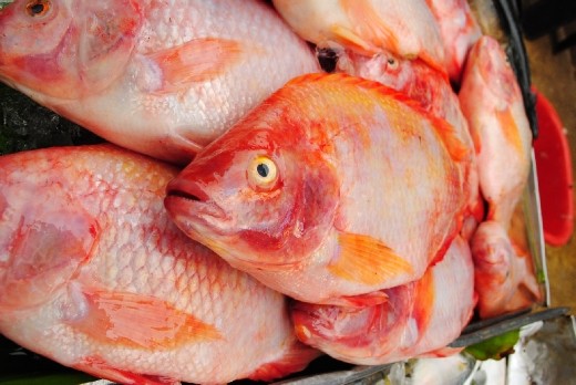 ...and even more fish