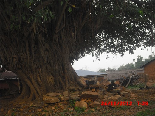 A tree representing a tribe in the locality