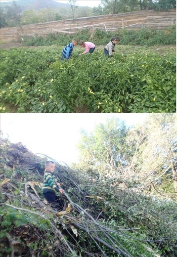 Collecting vegetables and the boy cutting trees. 