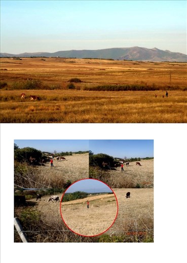 Child's care for the cows while they graze