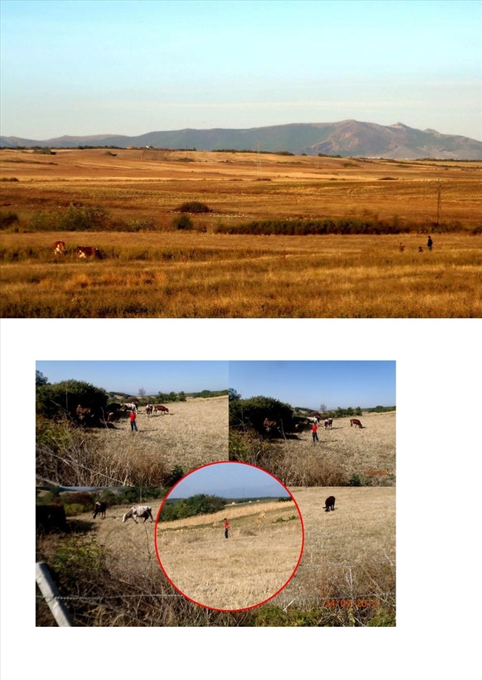 Child's care for the cows while they graze
