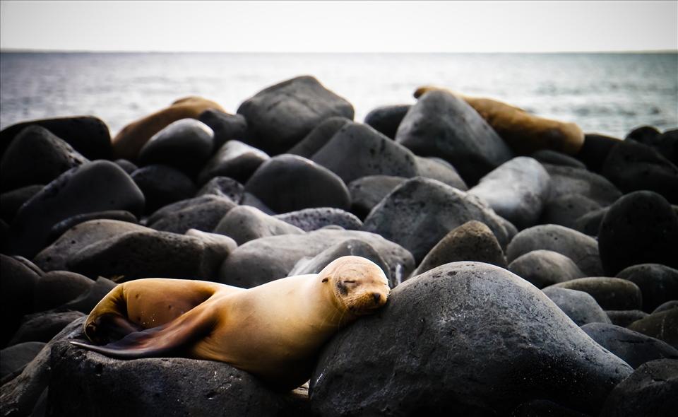 Sea lions casually sleeping on the rocks of the Galapagos Islands