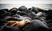 Sea lions casually sleeping on the rocks of the Galapagos Islands: by chillyjames, Views[864]