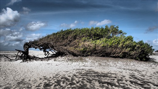  This lone tree on a Brazillian beach has been blasted by winds over decades