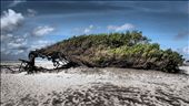 This lone tree on a Brazillian beach has been blasted by winds over decades: by chillyjames, Views[420]