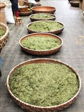 Large baskets of Longjian Tea: by chinaho, Views[662]