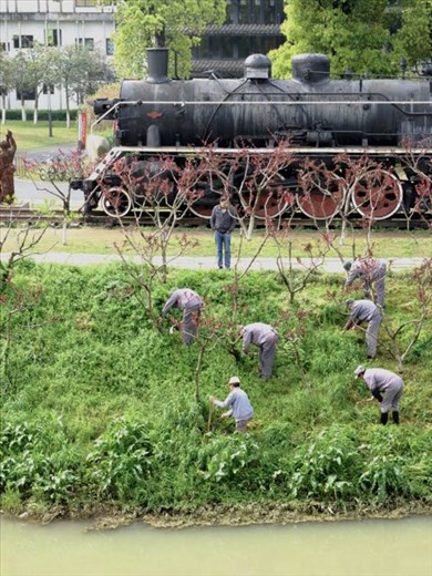 Grass cutting brigade mowing river bank with a 1928 steam locomotive