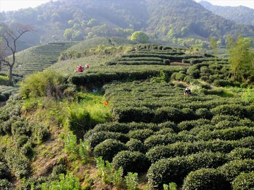 red dots are tea pickers