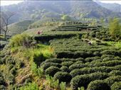 red dots are tea pickers: by chinaho, Views[537]