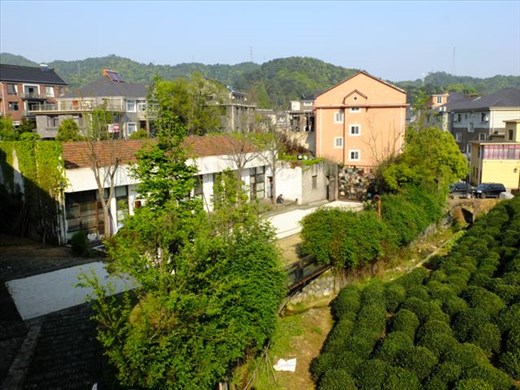 setting of studio and tea fields