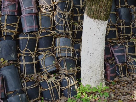 leftover tiles, white tree trunks