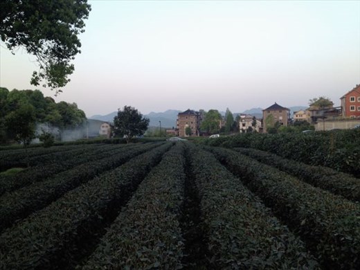 suburban tea field