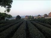 suburban tea field: by chinaho, Views[147]