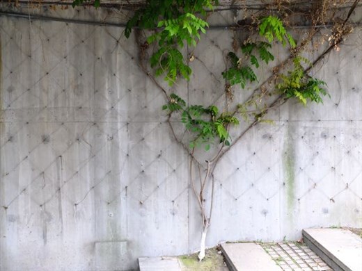 training the wisteria