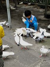 feeding the pigeons on Wu Hill: by chinaho, Views[187]
