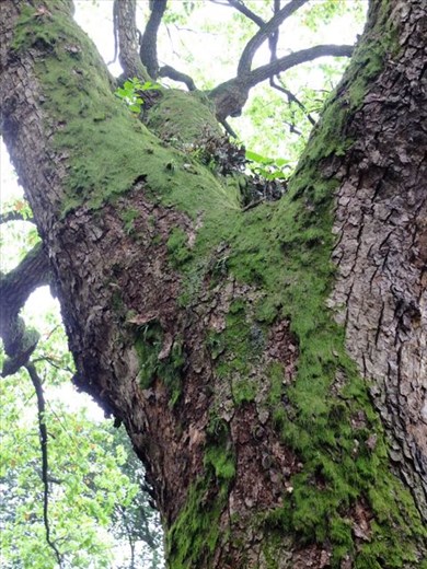 Old Tree with Moss