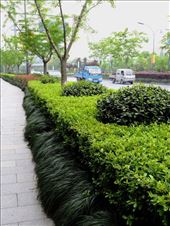 pruned hedges: by chinaho, Views[154]