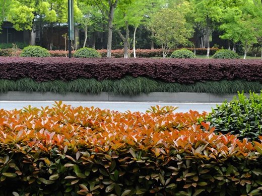 color hedges 