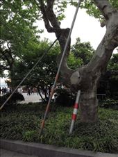 tree props: by chinaho, Views[209]