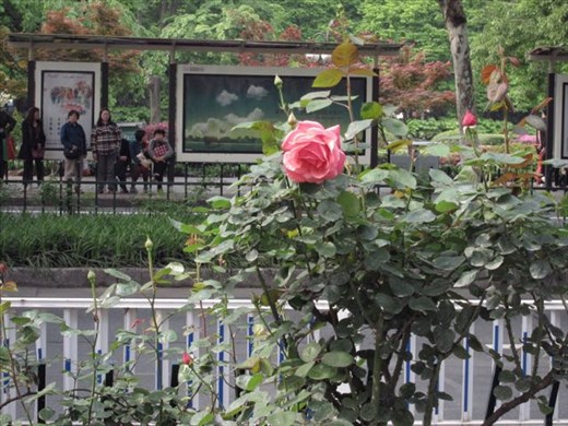 the roses are opening