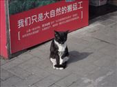 sweet street cat: by chinaho, Views[158]