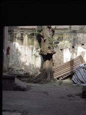 courtyard tree: by chinaho, Views[288]