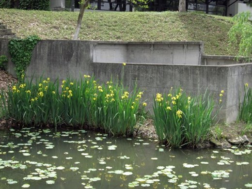 yellow iris are opening