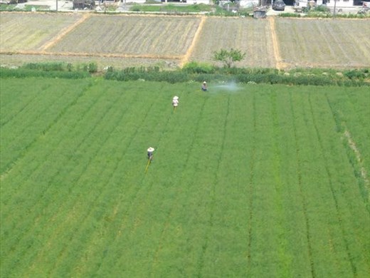 figures in the fields