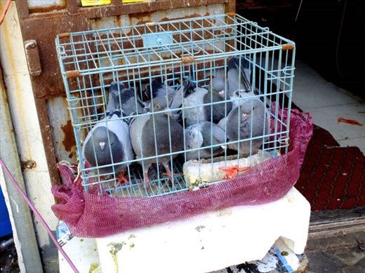pigeons