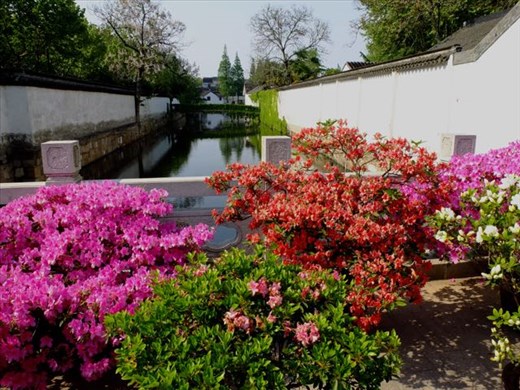 canal with azaleas