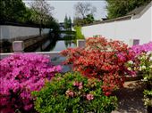 canal with azaleas: by chinaho, Views[125]