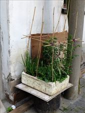 sideyard garden: by chinaho, Views[151]