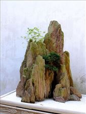 Bonsai mountain, Couple Retreat Garden: by chinaho, Views[133]