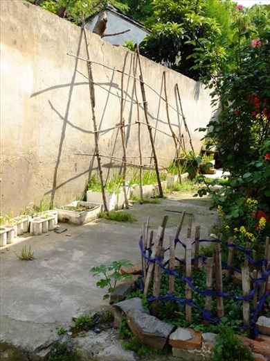 sweet simple climbing trellis