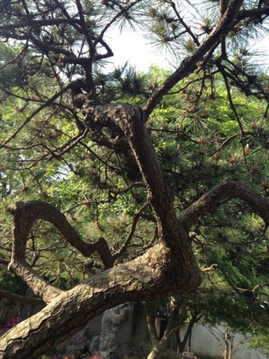 every tree is pruned specially