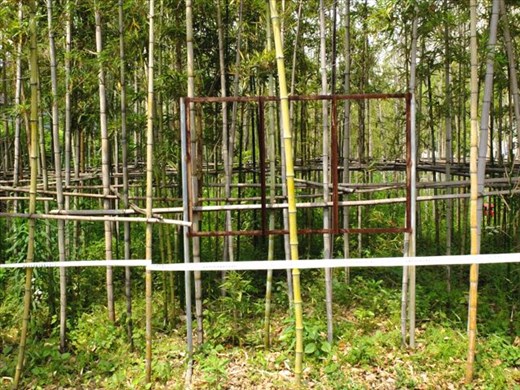 training bamboo on campus