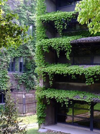 cascading ivy on Wang Shu structure