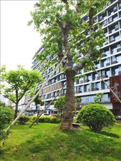 tree supports: by chinaho, Views[327]