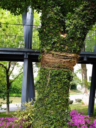 double wrapped tree, propped