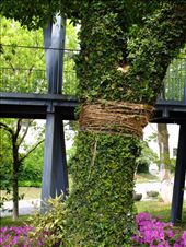 double wrapped tree, propped: by chinaho, Views[273]