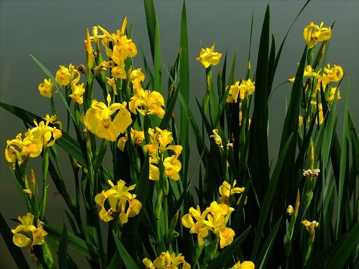 yellow iris