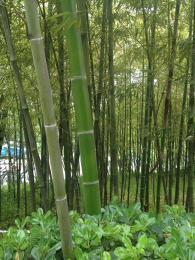 bamboo grows so fast