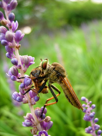 Robberfly preying on honeybee. Robberfly metaphor for Human being, honeybee - Nature.  The bee population itself has dwindled so much due to CCDand is huge blow to global economy, the service through pollination is several billion $ worth. So, imagine overall impact of our reckless exploitation of natural resource. 