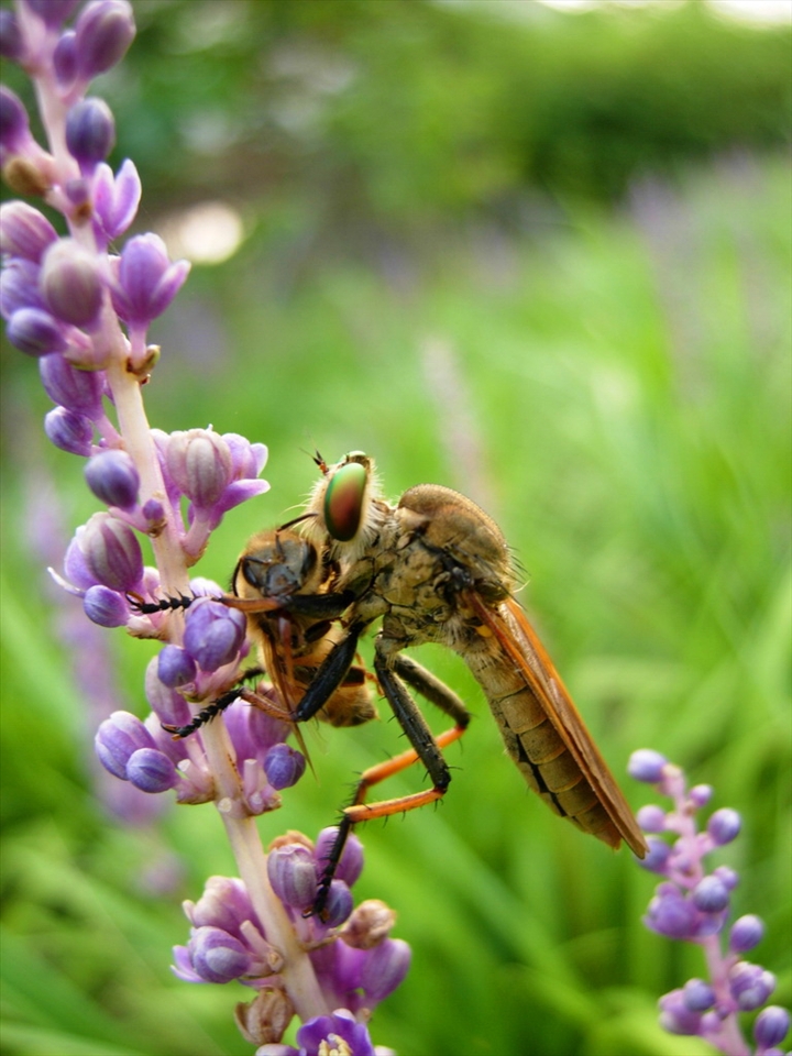 Robberfly preying on honeybee. Robberfly metaphor for Human being, honeybee - Nature.  The bee population itself has dwindled so much due to CCDand is huge blow to global economy, the service through pollination is several billion $ worth. So, imagine overall impact of our reckless exploitation of natural resource. 